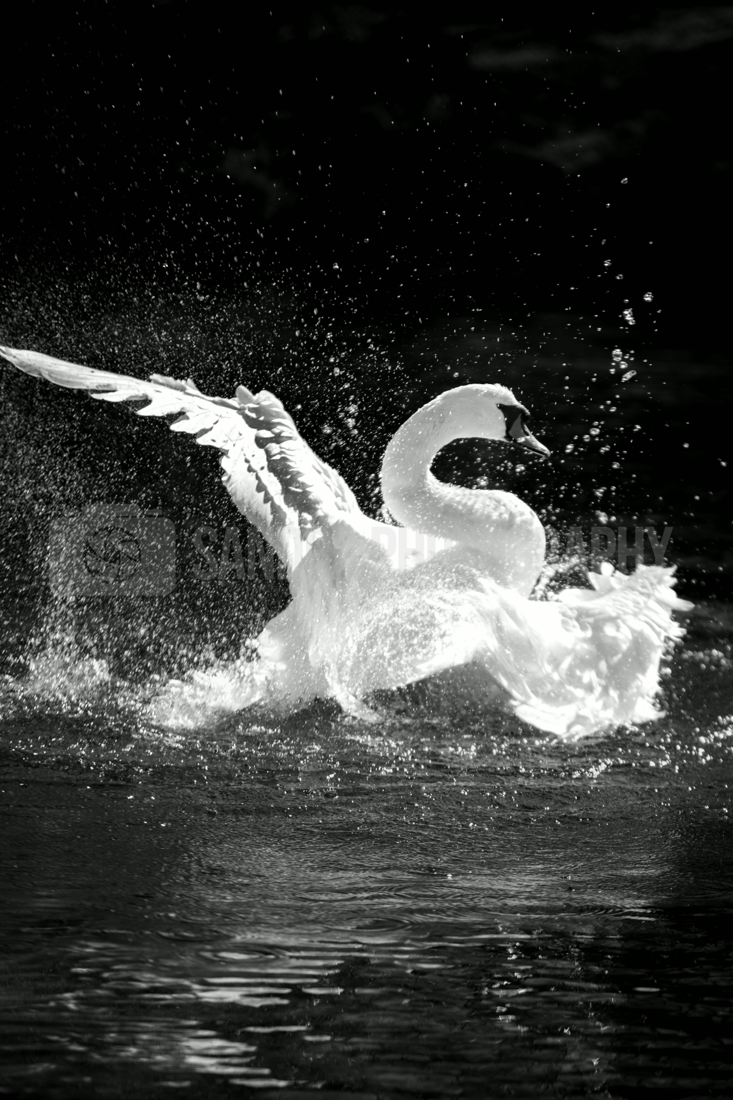 Bathing swan (Digital)