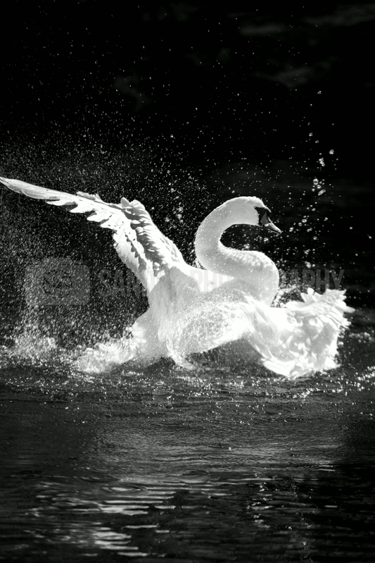 Bathing swan