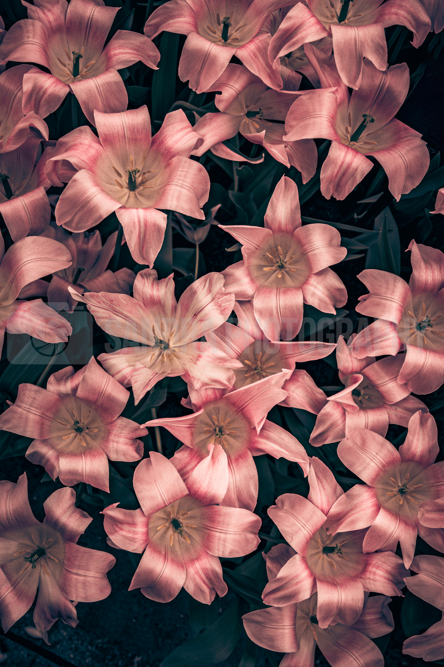 Flower Bed (Digital)