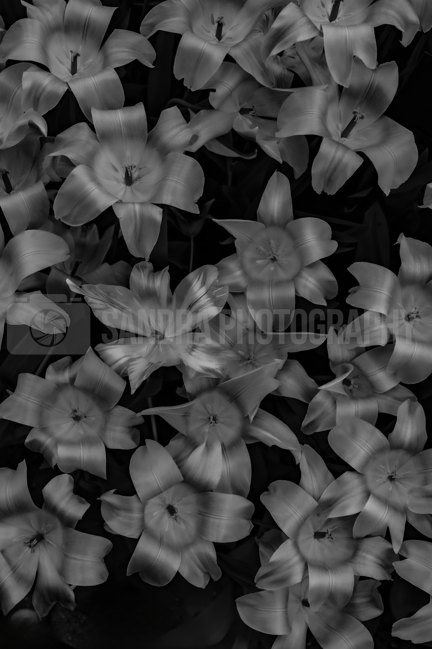 Flower Bed (Digital)