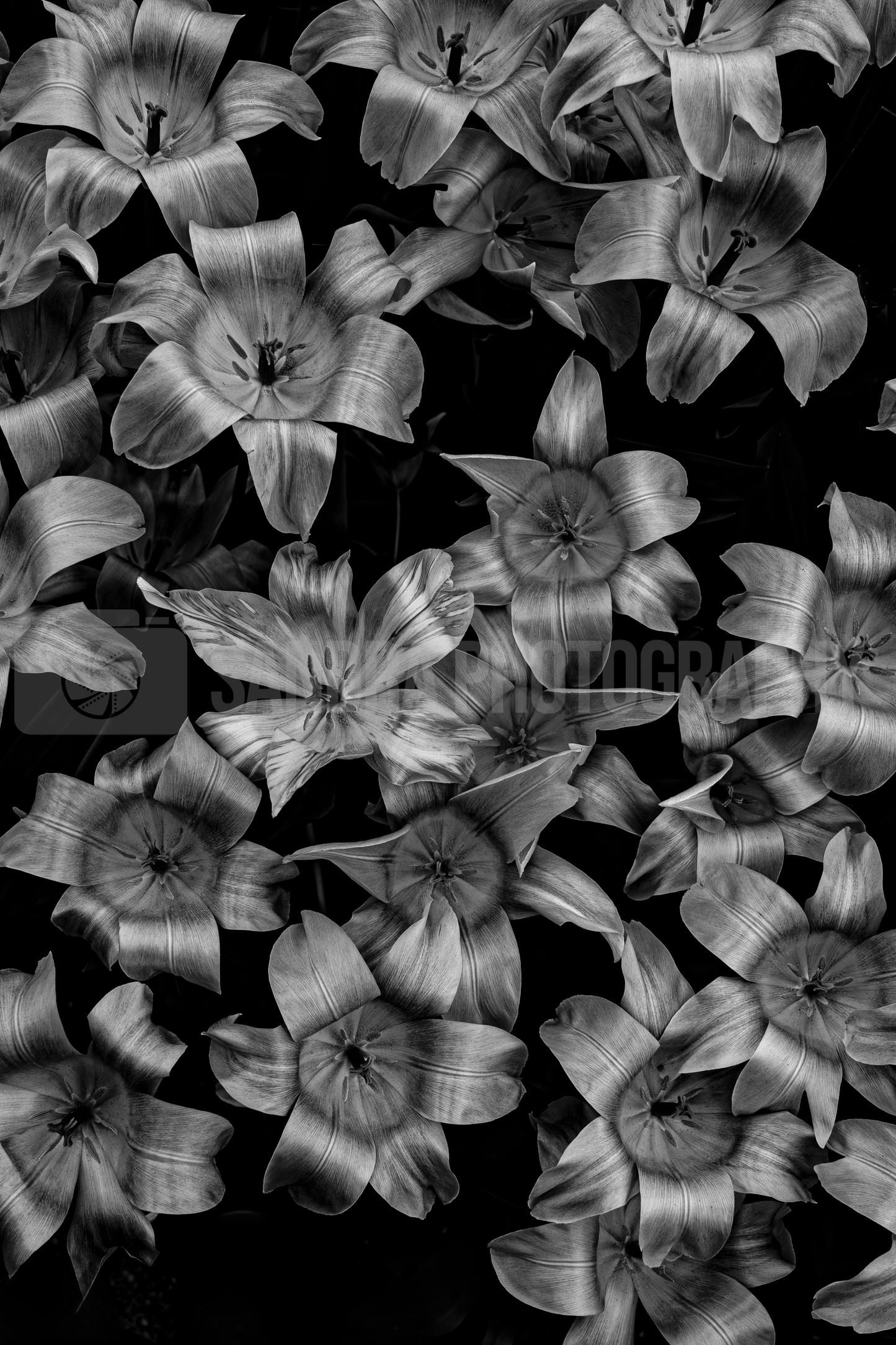 Flower Bed (Digital)