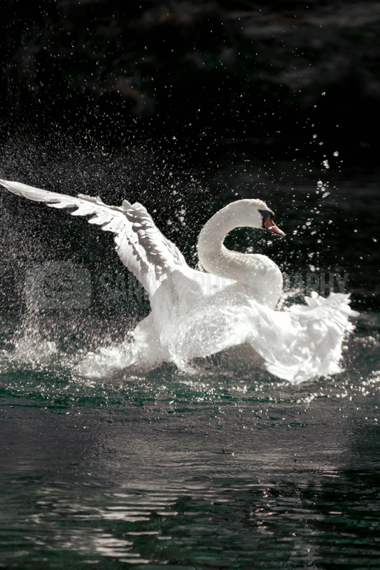 Bathing swan
